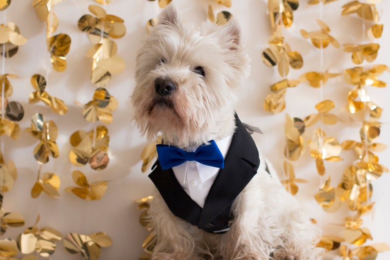 Dog Tuxedo Wedding Harness and Leash Set Dog Formal Attire Etsy