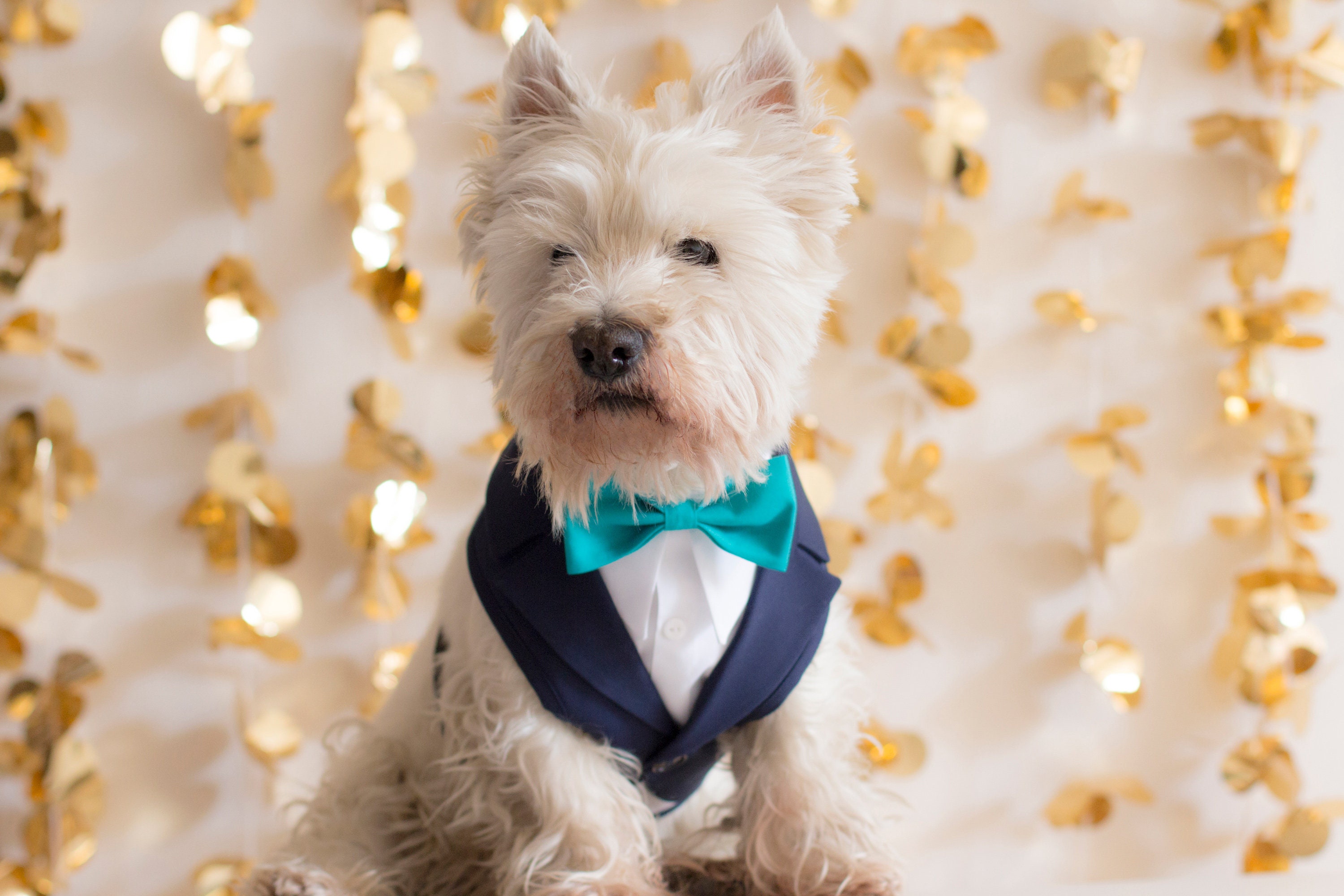 Etsy dog tuxedo deals