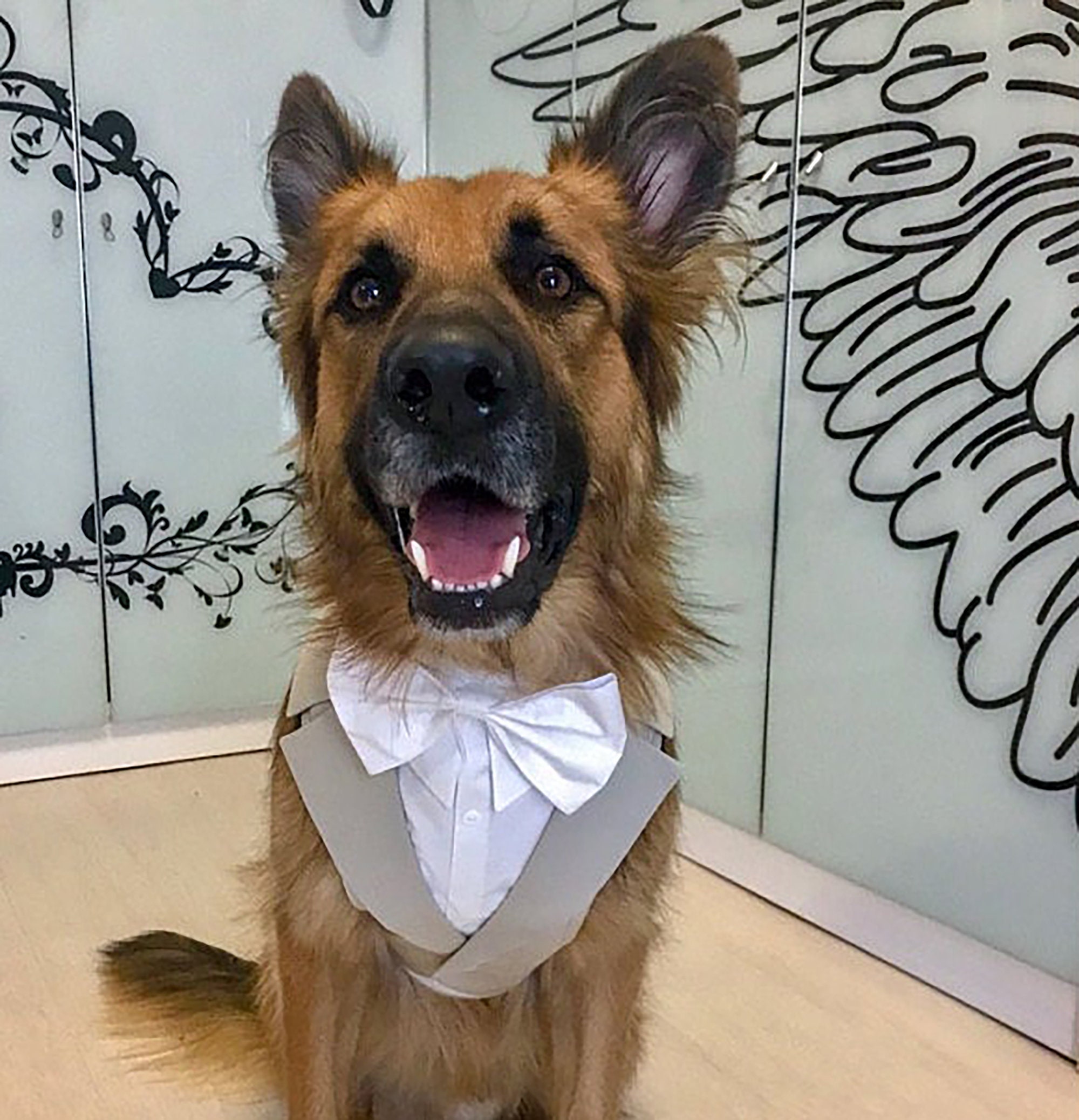 Buy Dog Tuxedo Harness in Beige With Ring Bearer Ribbon Dog Online in India - Etsy Buy Dog Tuxedo Harness in Beige With Ring Bearer Ribbon Dog Online in India - Etsy