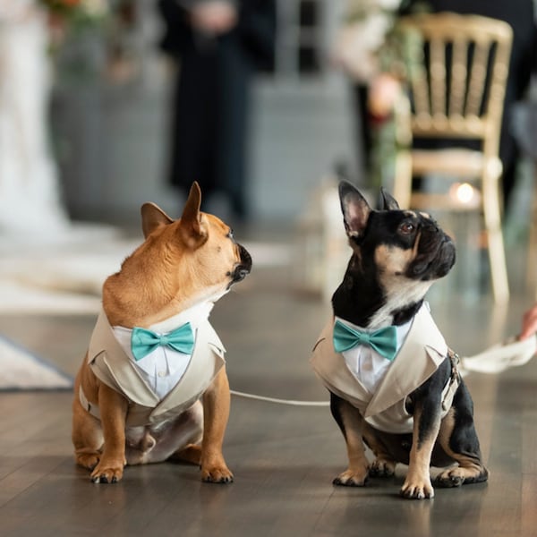Beige dog tuxedo wedding harness and leash set, dog formal attire, dog wedding attire, dog wedding outfit, custom made tuxedo and lead