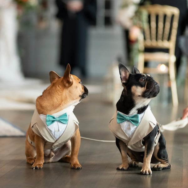 Dog Harness and Lead Wedding Etsy