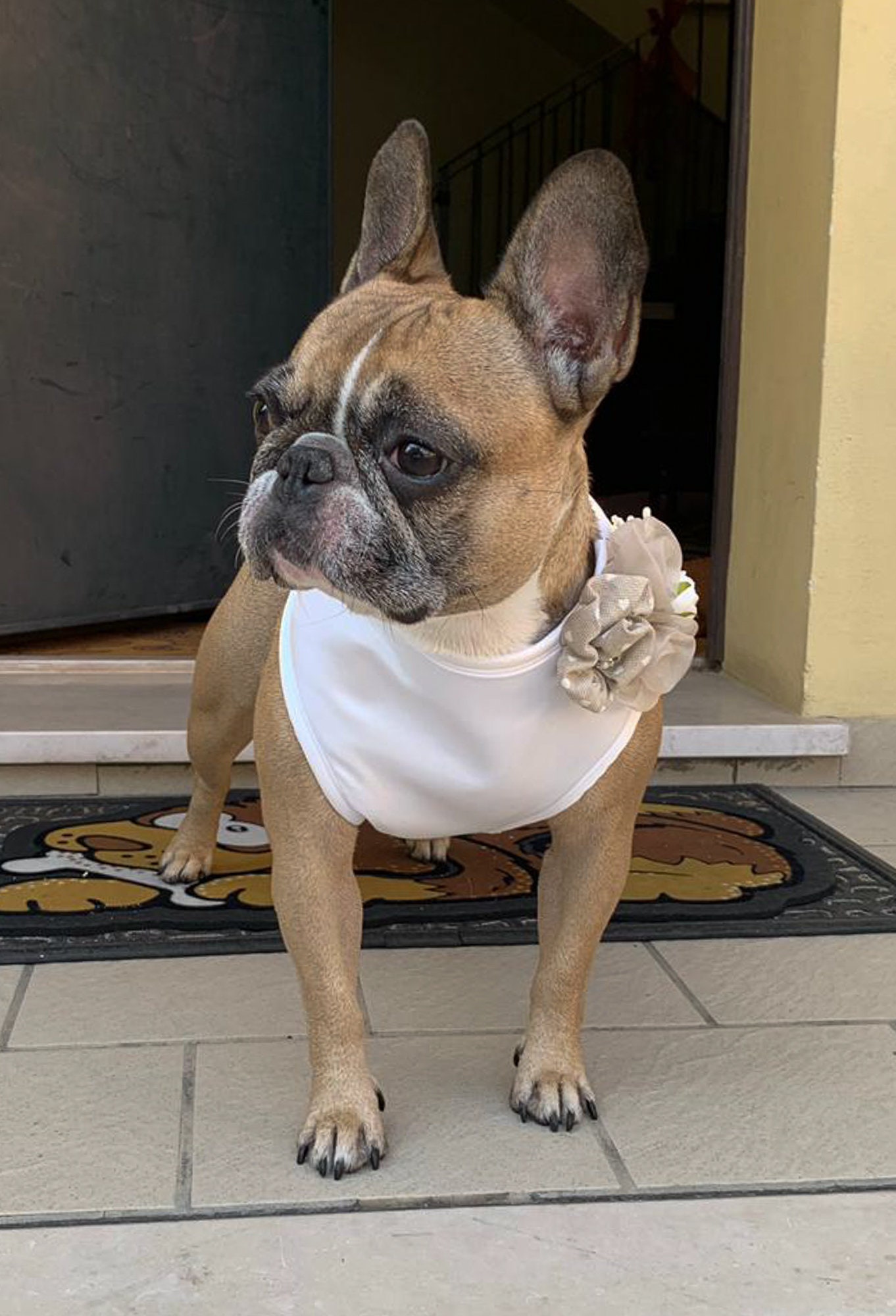 Girl Dog Wedding Harness Dog Wedding White Harness With Etsy