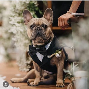 Arnés de esmoquin para boda de perro negro: traje de portador de anillos personalizado (tallas XS-3XL) imagen 1