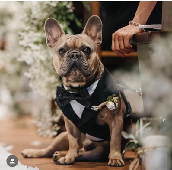 Black Dog Wedding Tuxedo Harness – Custom Ring Bearer Suit XS–3XL