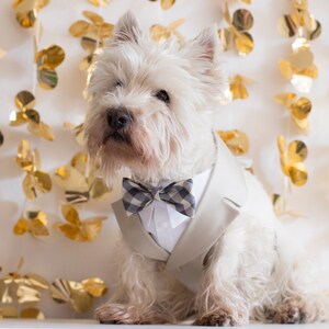 May include: A white West Highland Terrier dog wearing a light gray suit jacket, white shirt, and a black and white checkered bow tie. The background features gold flower-shaped decorations.