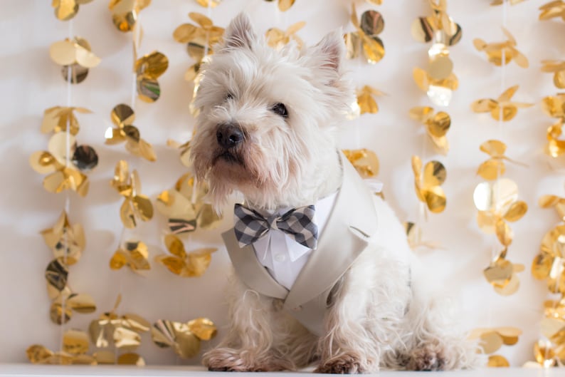 May include: A white West Highland Terrier dog wearing a light gray suit jacket, white shirt, and a black and white checkered bow tie. The background features gold flower-shaped decorations.