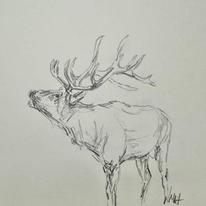 May include: A pencil sketch of an elk with large antlers, drawn on white paper.