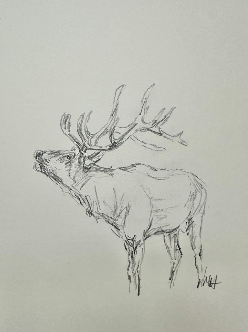May include: A pencil sketch of an elk with large antlers, drawn on white paper.