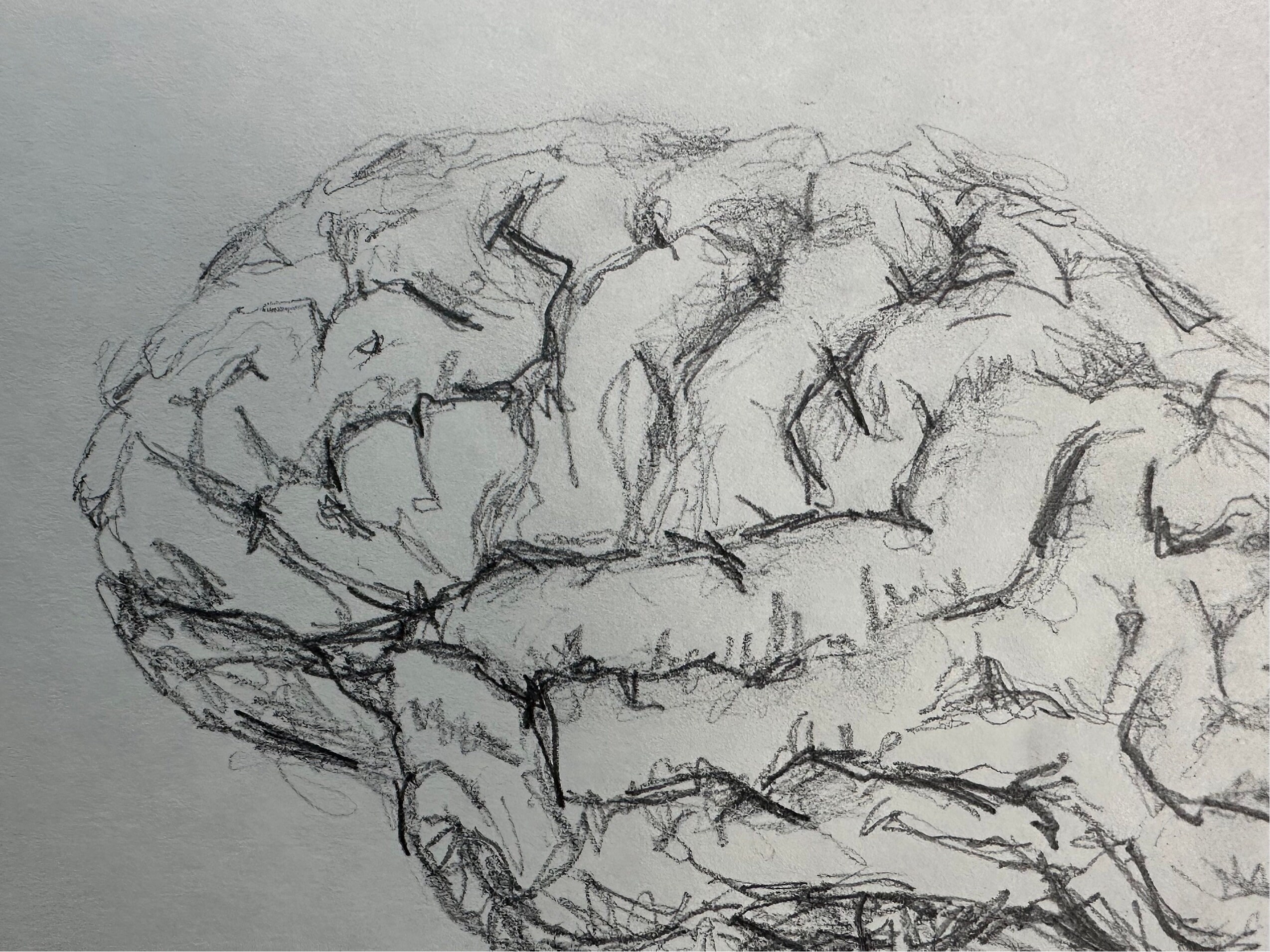 Original Brain Pencil Drawing, Fine Art, Medical Art, Brain Sketch ...