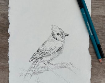Original pencil drawing of bird, blue jay, fine art, minimalist, vintage wall art, wildlife wall art, bird wall art