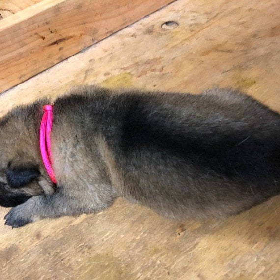 puppy id collar