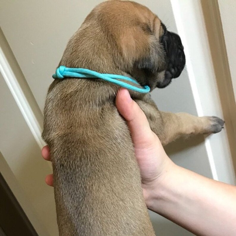 puppy whelping collars