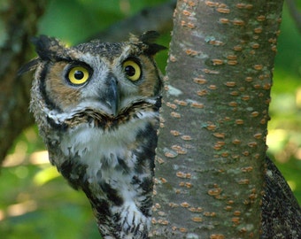 Búho cornudo, de lado