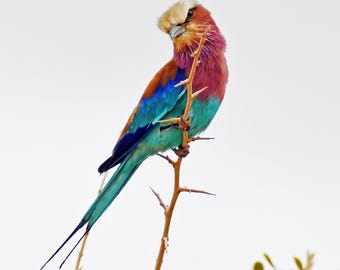 Carraca de pecho lila