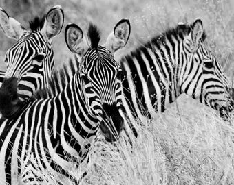 Un deslumbrante espectáculo de cebras