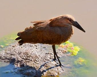 Cigüeña de Hamerkop