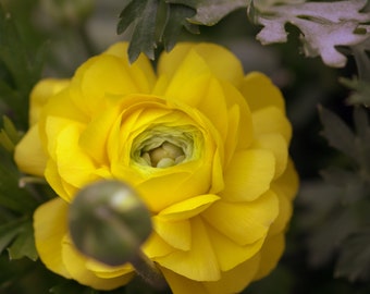 Amarillo Ranunculus