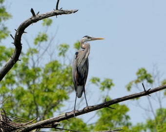 Blue Heron