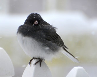 Junko en tormenta de nieve
