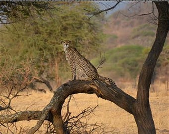 Guepardo en el árbol