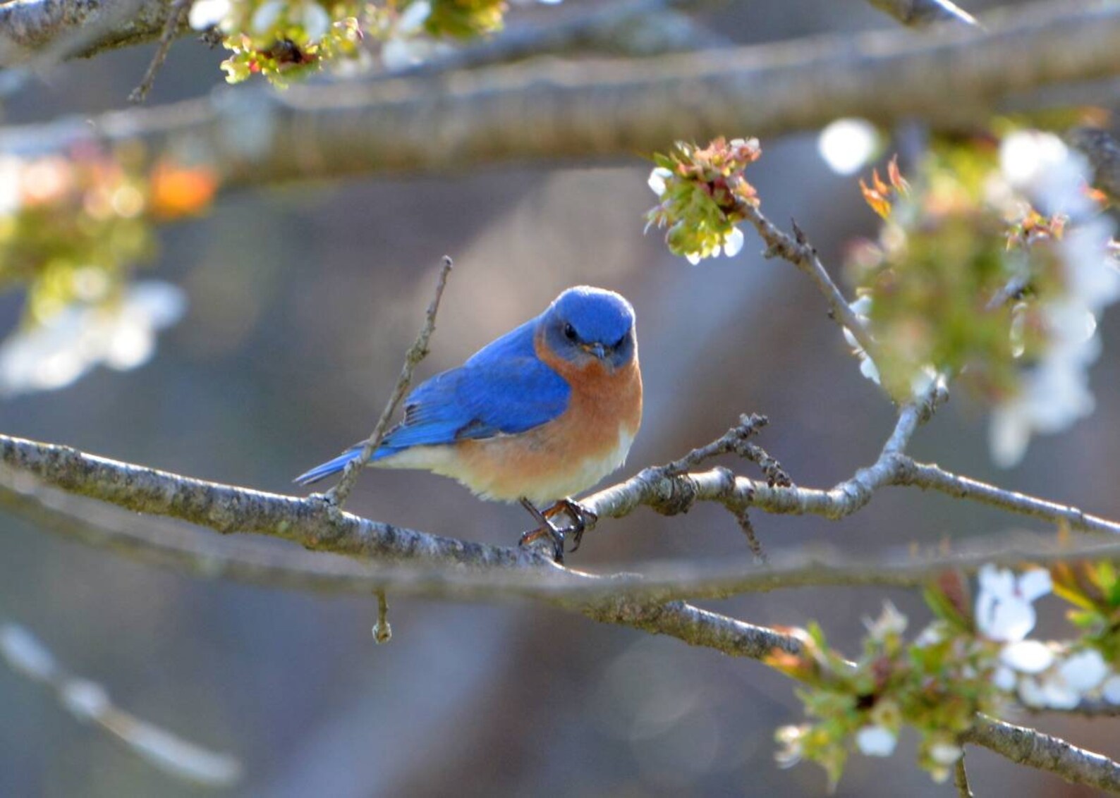Male Bluebird, Signs of Spring Etsy UK