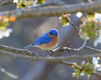 Male bluebird, signs of spring!