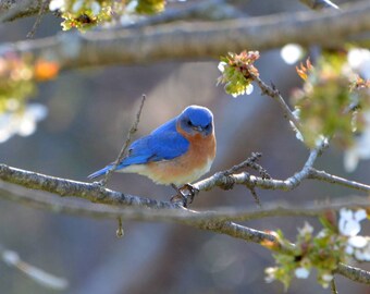 Pájaro azul macho, ¡señales de primavera!
