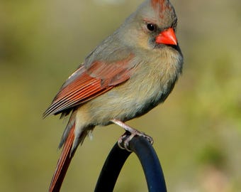 Cardenal norteño hembra