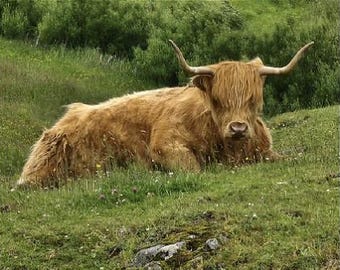 Escocia, vaca de las tierras altas