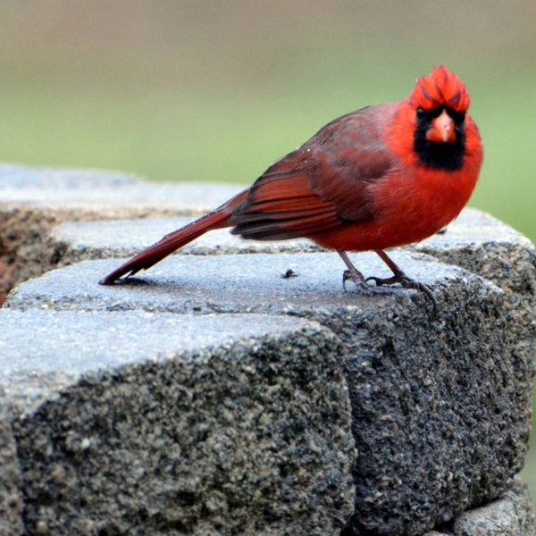 Male Cardinal pausing on firepit