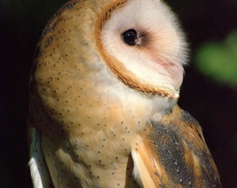 Barn Owl