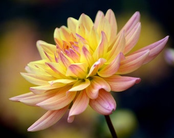 Hermosa Dahlia