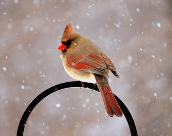 Cardenal de la mujer en invierno