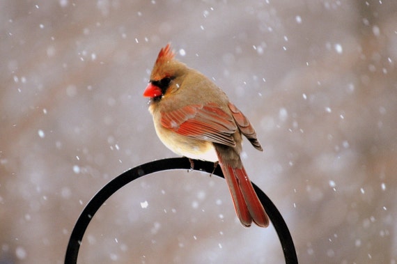 Winter Cardinal on Berry Branch Beverage Pitcher by Gerson 2349230 
