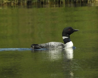Loon