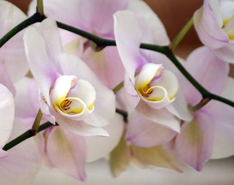 Delicate Orchids