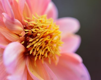 Hermosa flor de dalia