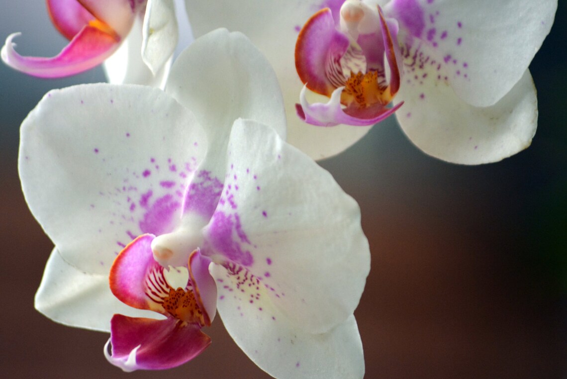 Orchids Etsy