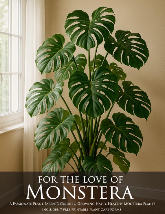 philodendron colombianum Philodendron sp Colombia – Plantamani Plants main image 0