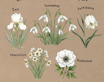 White Flower Clipart, 31 Watercolor Botanical PNG, White Floral Illustration Set