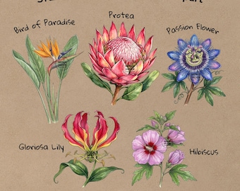 Exotic Watercolor Flower Clipart, 31 Botanical PNG Bundle, Floral Illustration Set