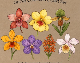 Botanisk orkidé Clipart, 30 PNG-filer, illustrationsset med orkidéarter, POD