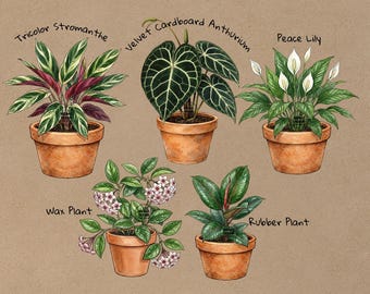 Houseplants Collection Clipart Set, 31 Botanical Plant PNG JPEG Potted Plant Illustrations