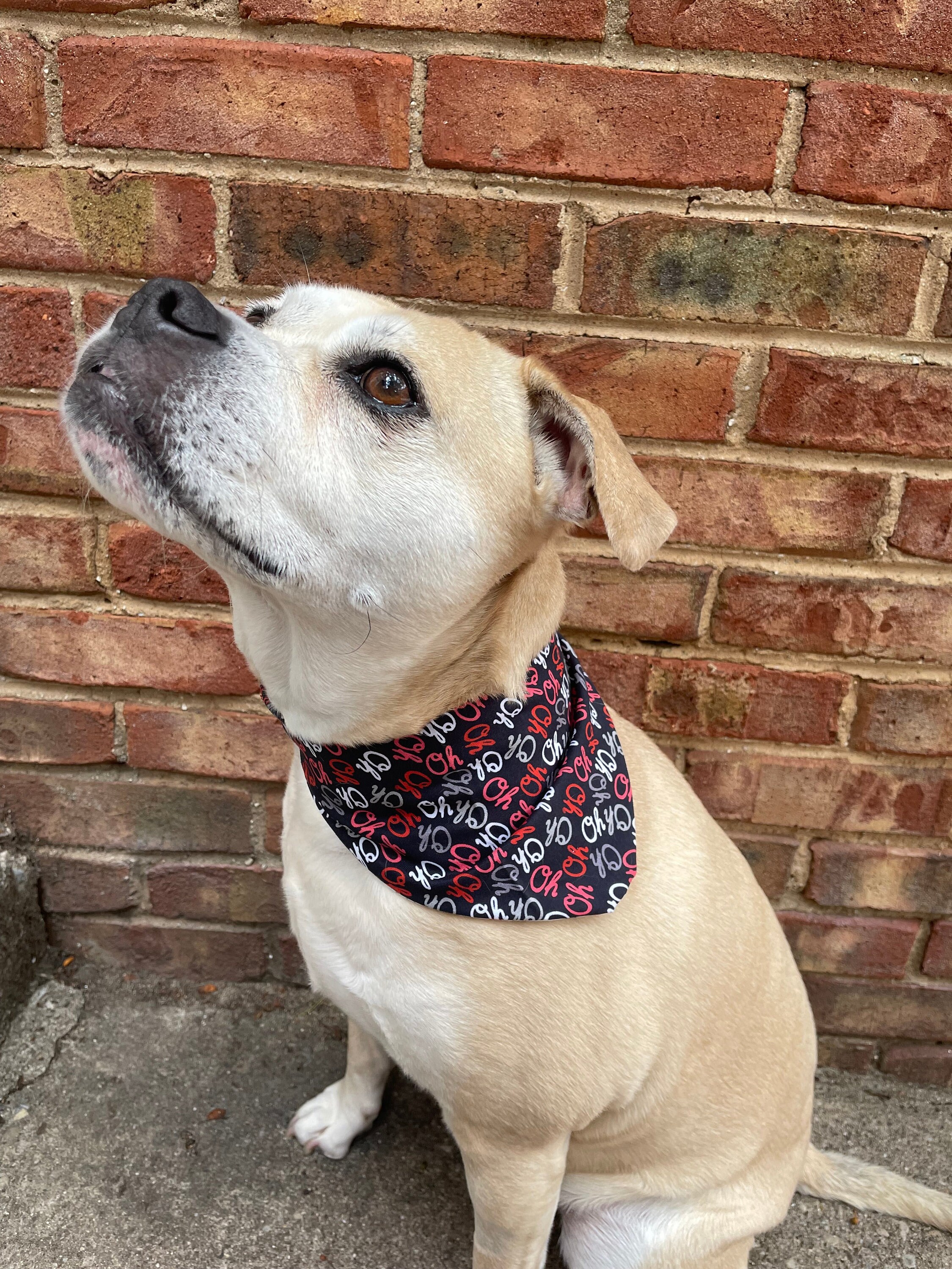 Duke top dog bandana