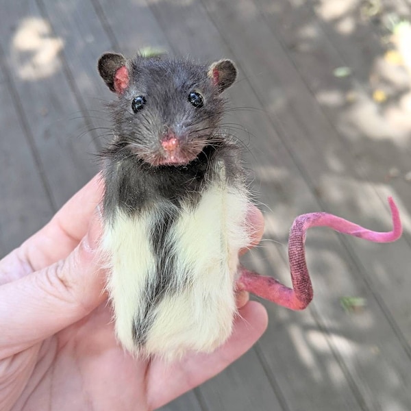 Taxidermy Magnets Cubeimal Bad Taxidermy Rodents to live on your Fridge Awful Cute Funny Shapes Mouse Rat Made to Order Ugly Magnets