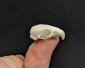 Mouse Skull Real Tiny Mouse Skulls Cleaned Whitened Reassembled Taxidermy Oddities TINY Skulls Tiny Skull Mini Skull Small Skull ONE PIECE