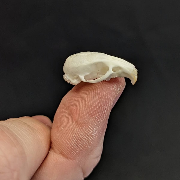 Mouse Skull Real Tiny Mouse Skulls Cleaned Whitened Reassembled Taxidermy Oddities TINY Skulls Tiny Skull Mini Skull Small Skull ONE PIECE