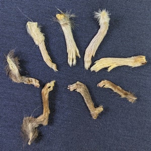 Mummified Rodent Feet - Taxidermy Oddities Craft Supply - Pack of 10