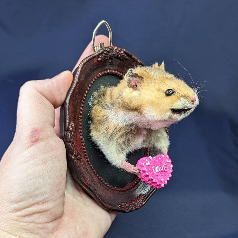 Hamster Taxidermy Small Wall Mounted Taxidermy Piece 3D Etsy