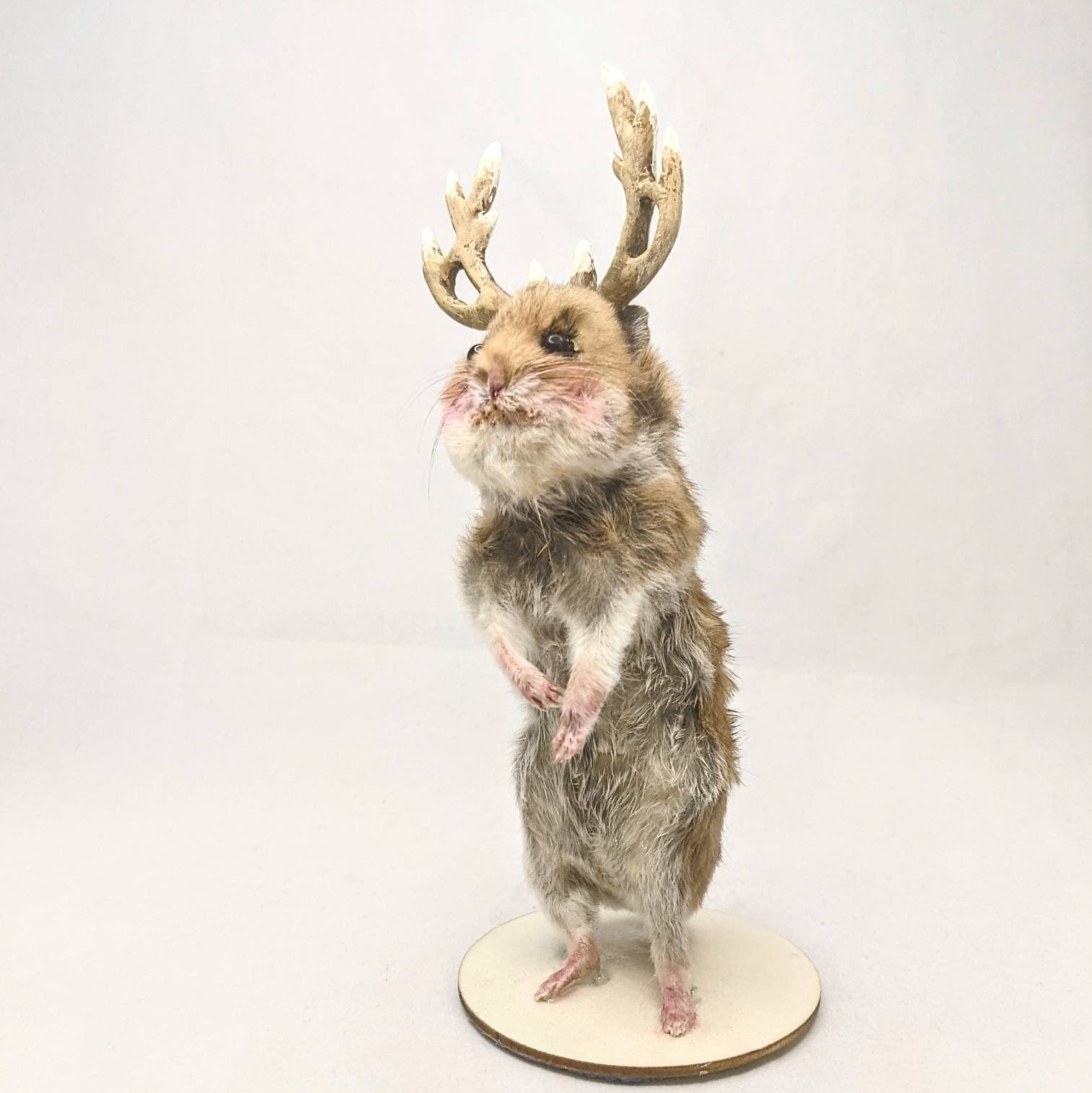 Taxidermy Hamster With Antlers. Cryptozoology Creature. Etsy UK